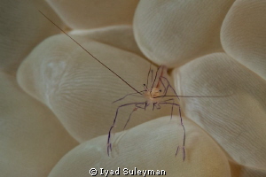 Shadow of claw
Bubble coral shrimp taken with snoot by Iyad Suleyman 